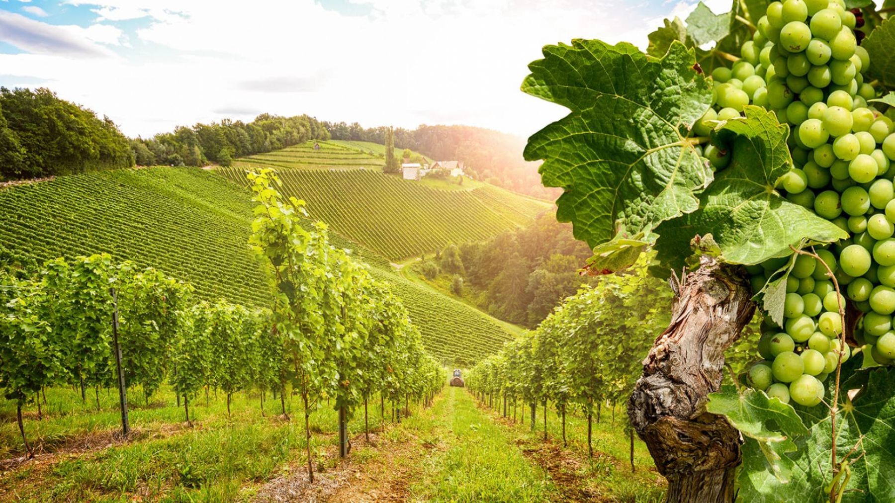 La route des vins de Bourgogne La route des vins de Bourgogne
