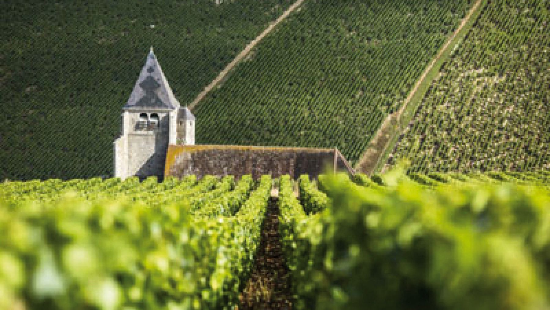 La viticulture bio en Bourgogne La viticulture bio en Bourgogne