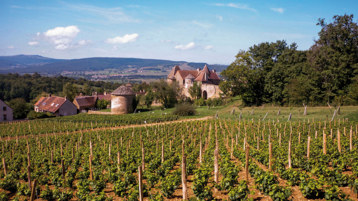 Vignes pontus tyard Vignes pontus tyard