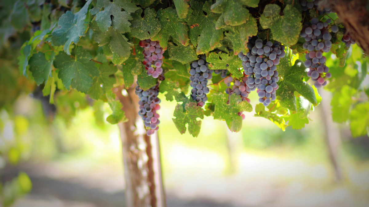 Vignes Tournus Vignes Tournus