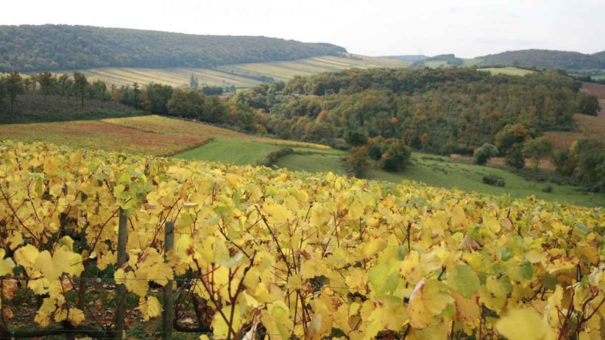 Vignes Vignes