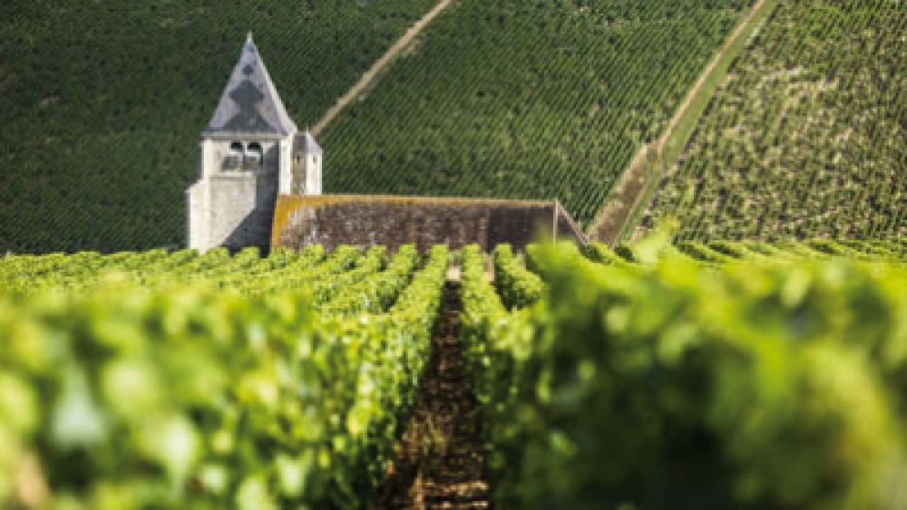 Organic viticulture in Burgundy Organic viticulture in Burgundy
