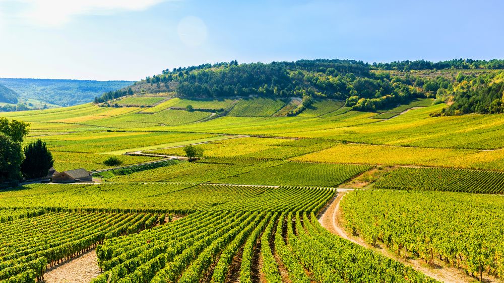 Quel est le climat de la Bourgogne ? Quel est le climat de la Bourgogne ?
