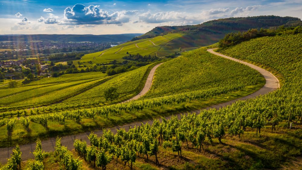 Visites de vignobles proches de l'Hôtel Le Rempart : un guide exclusif Visites de vignobles proches de l'Hôtel Le Rempart : un guide exclusif